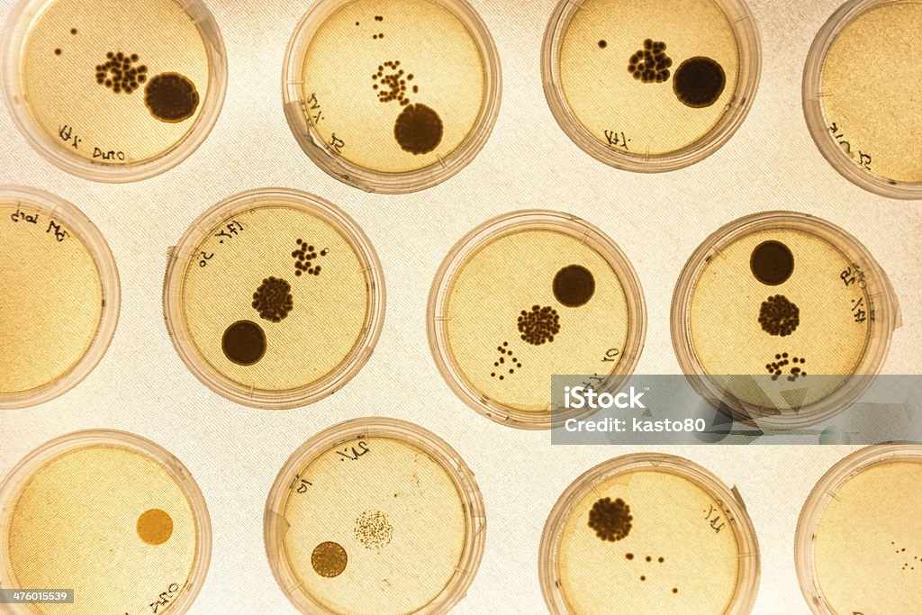 Crescimento da bactéria em Petri pratos. - Foto de stock de Disco de Petri royalty-free