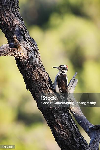 Волосатый Woodpecker Picoides Villosus Птица — стоковые фотографии и другие картинки Hairy Woodpecker - Hairy Woodpecker, Атрибут животного, Вертикальный