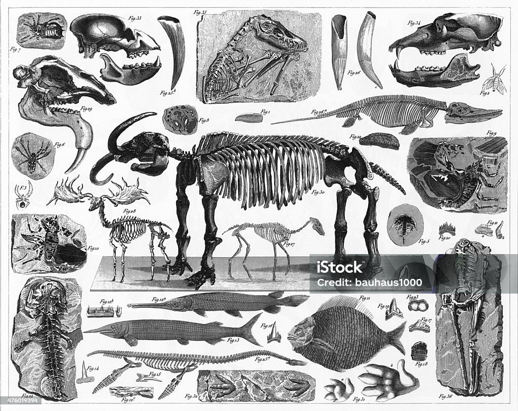 Fossils, Tracks and Skeletons Engraving Engraved Illustrations of Fossils, Tracks and Skeletons from Iconographic Encyclopedia of Science, Literature and Art, Published in 1851. Copyright has expired on this artwork. Digitally restored. Dinosaur stock illustration