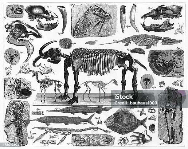 Fossils Tracks And Skeletons Engraving Stock Illustration - Download Image Now - Dinosaur, Fossil, Engraved Image