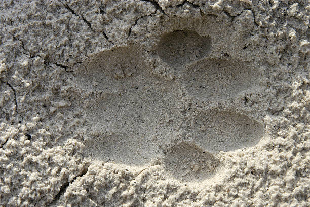 lion spoor dans le sable, botswana - lion sands photos et images de collection