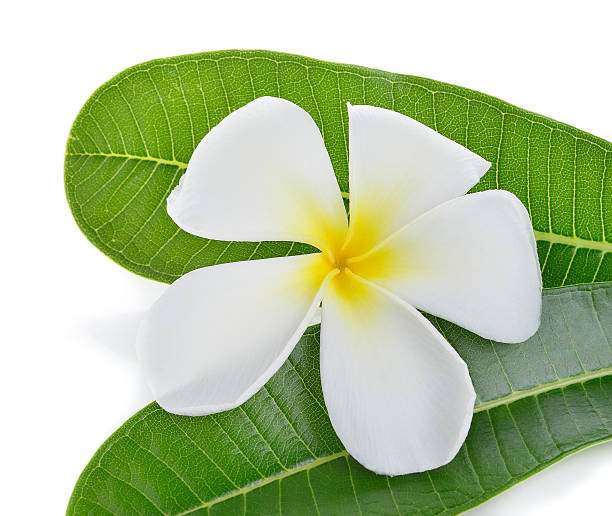 istock frangipani flower isolated 476021250