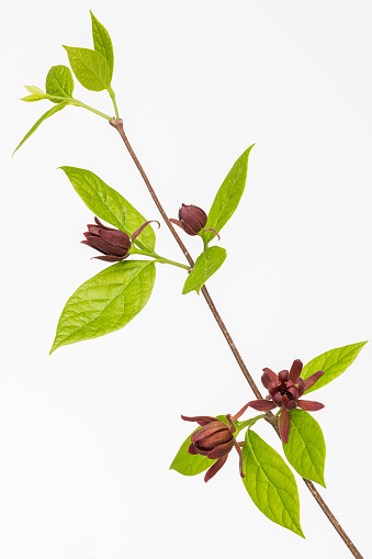 Calycanthus floridus, aka Carolina Allspice, is a native shrub with leathery red flowers. Single branch with leaves and red flowers covered with tree pollen on white background.