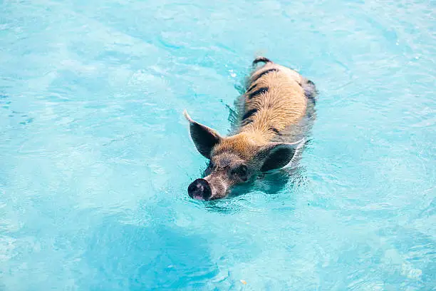 Pig swimming in a water near island of Exuma Bahamas