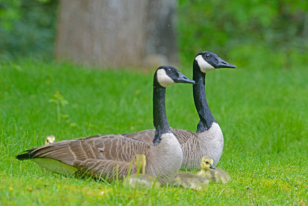 istock Pair of Canada Geese protecting their babies. 476022870