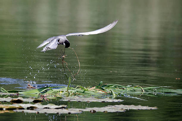 rybitwa białowąsa, chlidonias hybridus - chlidonias zdjęcia i obrazy z banku zdjęć