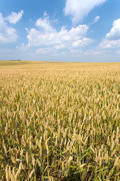 istock Field of wheat 476023555