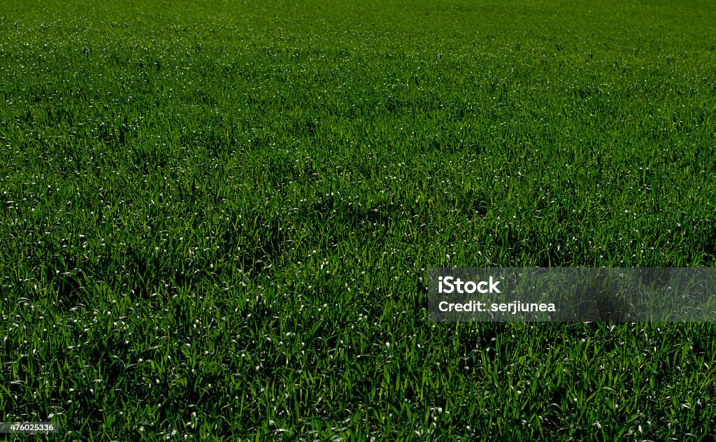 spring the growing young wheat, sunny spring day 2015 Stock Photo