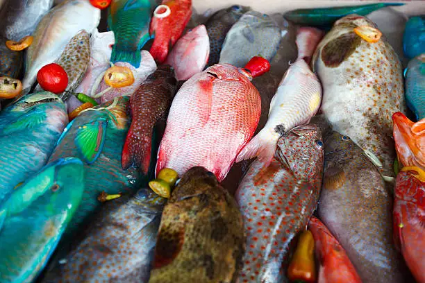 Close up of a variety of colorful fresh fish on display at fishmarket