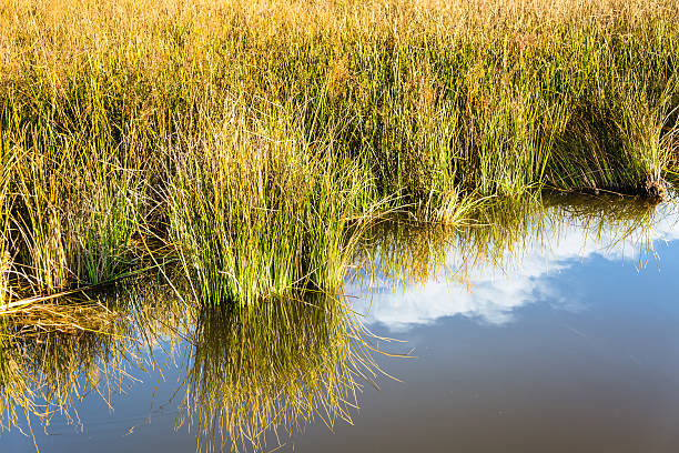 Gentle ripples lap the shoreline, but not enough to disturb the reflections of marsh grasses and white clouds at Blackwater National Wildlife Refuge just south of Cambridge, Maryland. The marsh grass takes on a golden hue from the sunshine. 