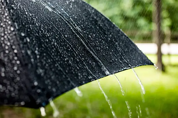 It is a rainy day. Raindrops falling on top of a black umbrella outdoors in the spring or summer season. Rain pours off the top of the umbrella and more raindrops fall from the sky.  The background is a nature scene with green grass and trees. Weather concepts.