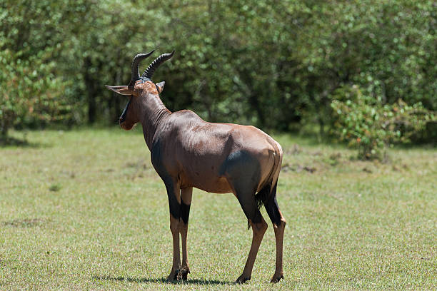 antílope topi - masai mara national reserve masai mara topi antelope fotografías e imágenes de stock