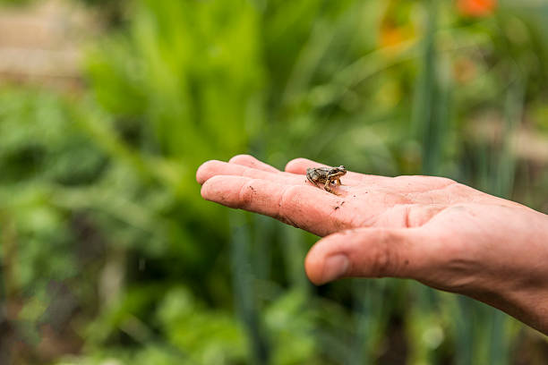 istock Baby frog in hand 476026684