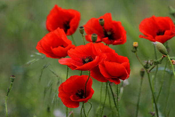 red poppies - poppy field remembrance day flower - fotografias e filmes do acervo