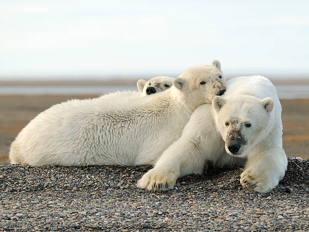 istock Polar Bear sow and cubs lying in gravel 476027110