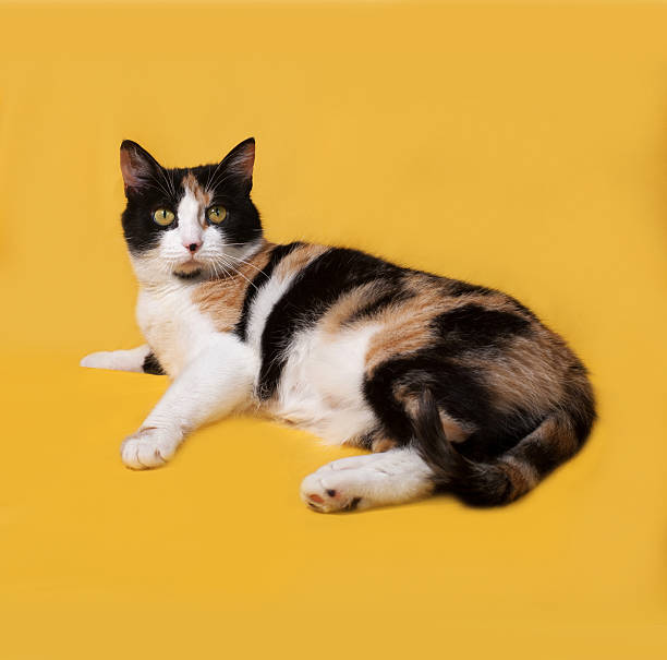 istock Tricolor cat lies on yellow 476027170