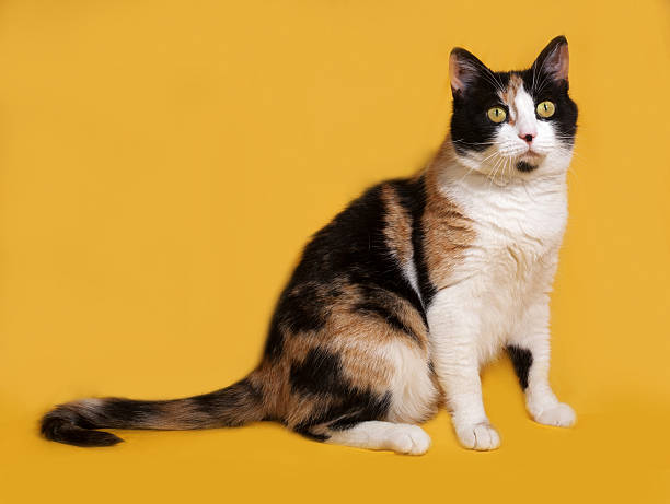 istock Tricolor cat sits on yellow 476027172