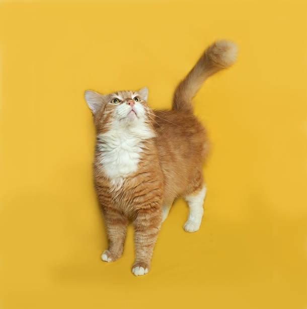 istock Red and white fluffy cat standing on yellow 476027210