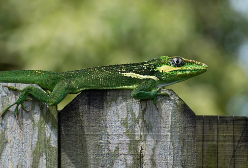 Green, black, and white Cuban knight anole on top of a grey wooden fence against a blurred green background