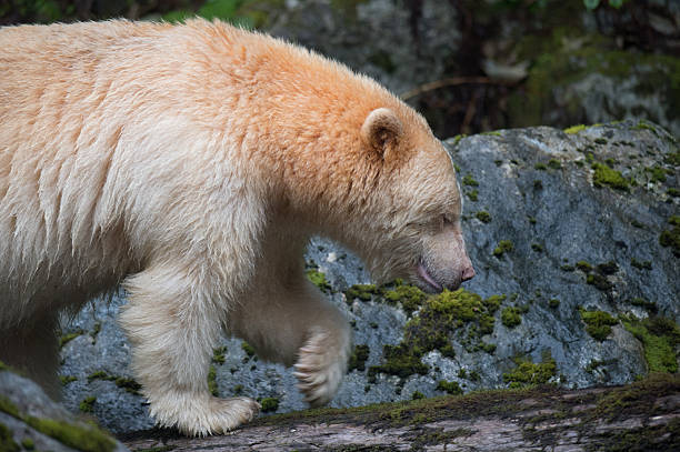 istock Spirit Bear, Gribbell Island, BC 476027861