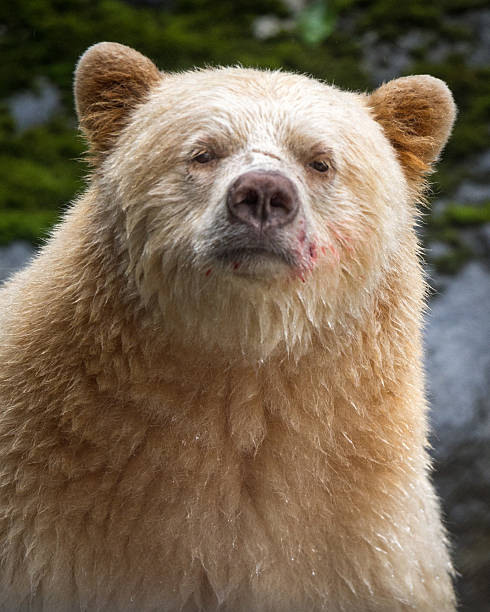 istock Spirit (Kernode) Bear, Gribbell Island, BC 476027871