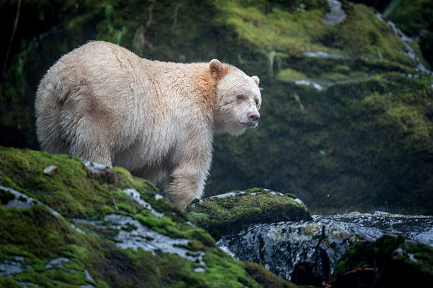 istock Spirit Bear, Gribbell Island, BC 476027897