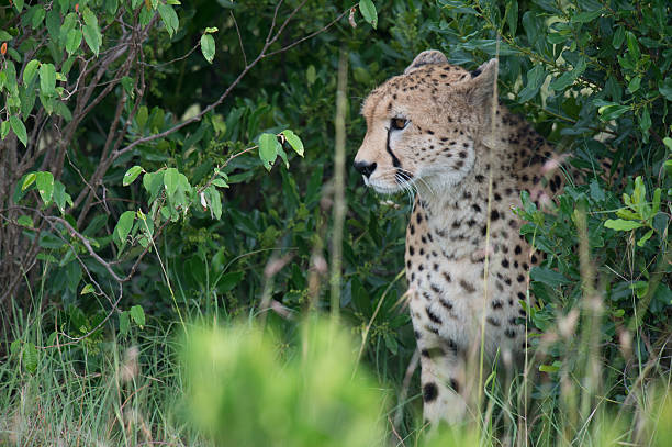 Cheetah in Bushes stock photo