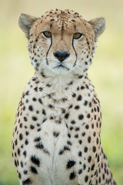 Lone Cheetah stock photo