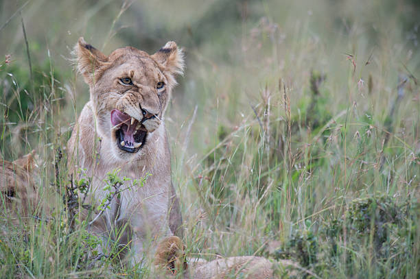 Lion Cub Snarling stock photo