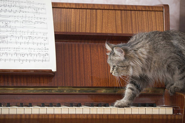 istock Cat Walking On Piano Keys With Music Sheet 476030131