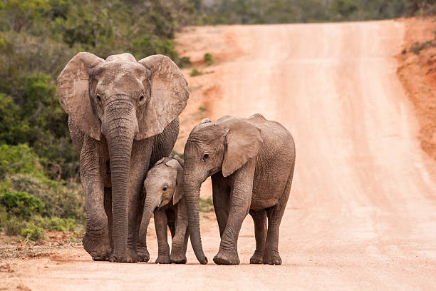 drei generationen von ändern. - afrikanischer elefant stock-fotos und bilder