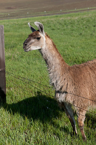 istock Sideview of Llama by fence. 476031616