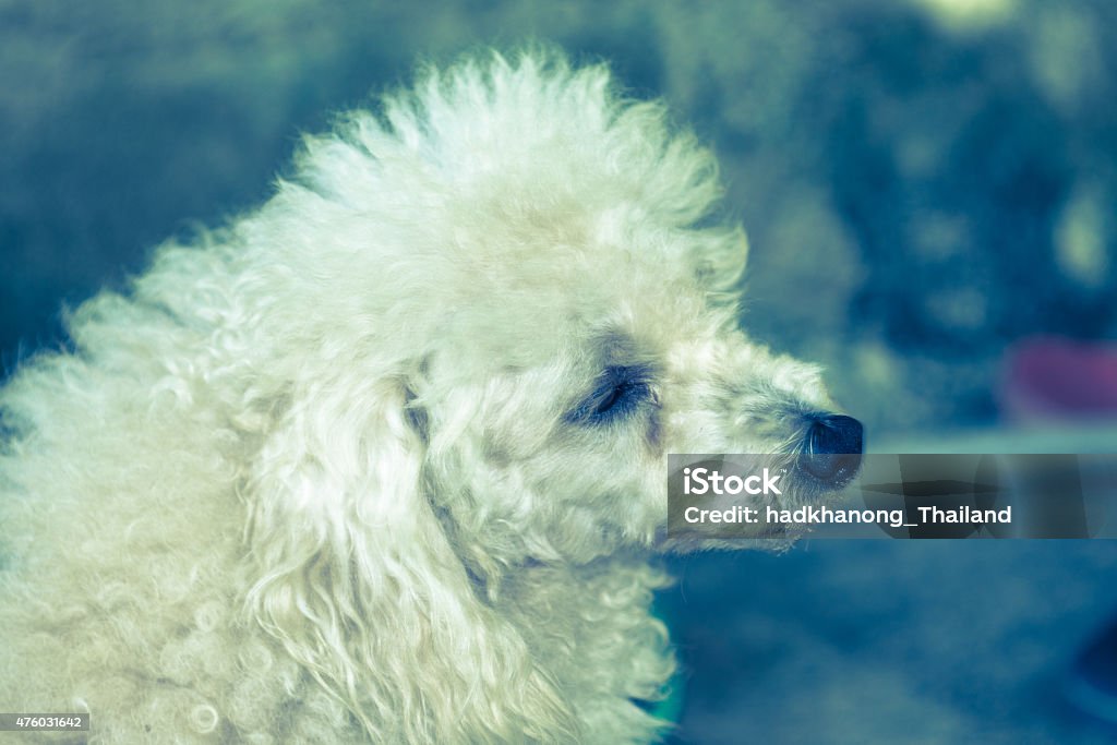 Little poodle dog Little poodle dog looking side with vintage tone 2015 Stock Photo