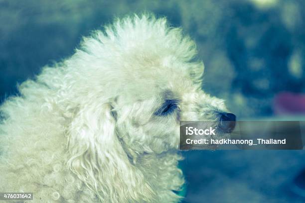 Little Poodle Dog Stock Photo - Download Image Now - 2015, Animal, Animal Body Part