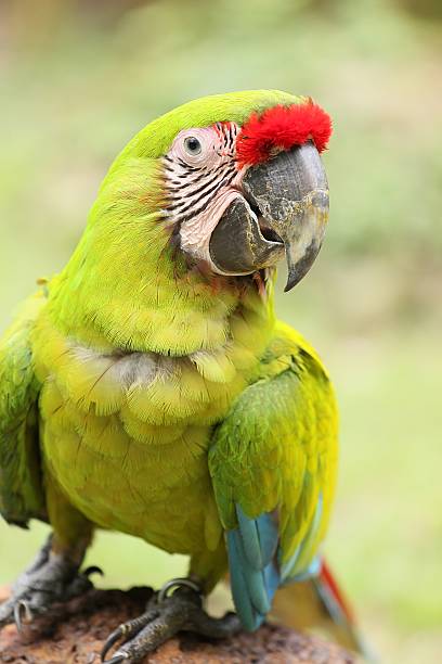 istock Macaw bird sitting on the perch 476031644