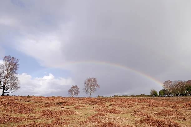 istock rainbow over new forest national park heathland winter 476032127