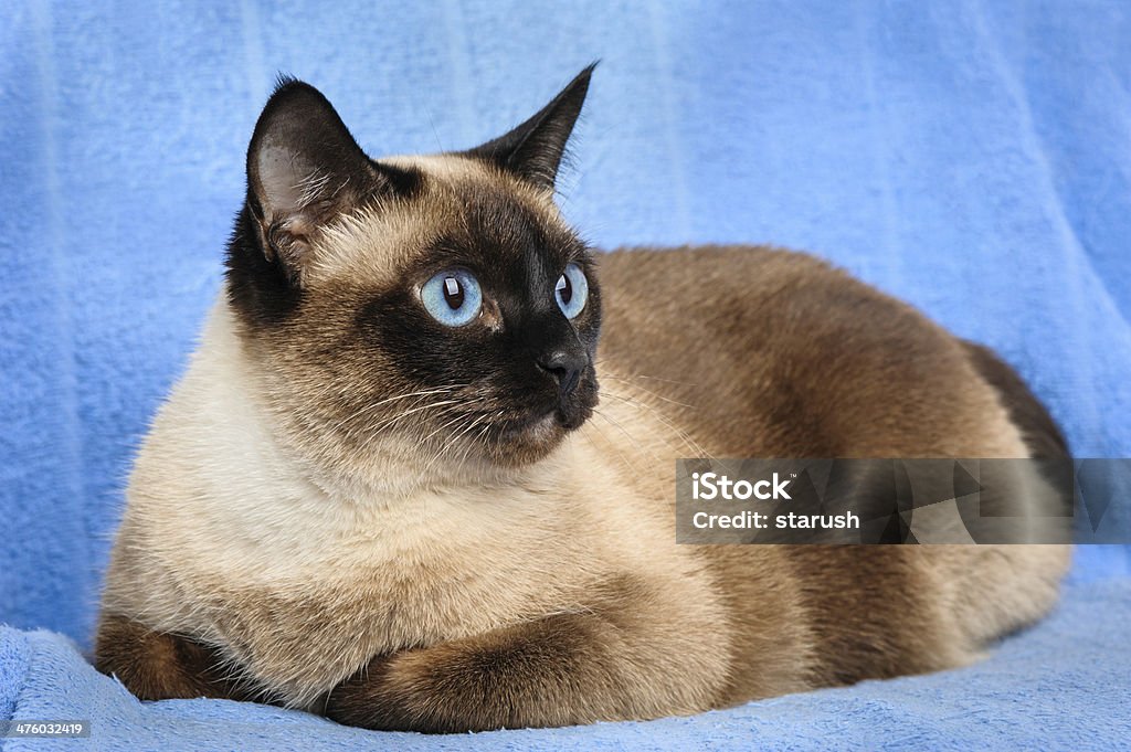 siamese cat closeup close up of cute blue-eyed siamese cat Animal Stock Photo