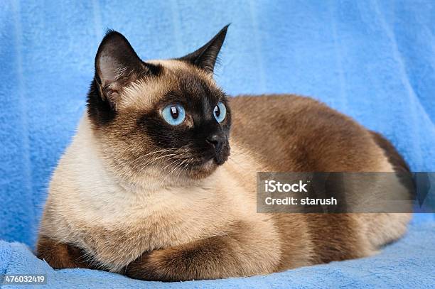 Siamese Cat Closeup Stock Photo - Download Image Now - Animal, Animal Hair, Animal Nose