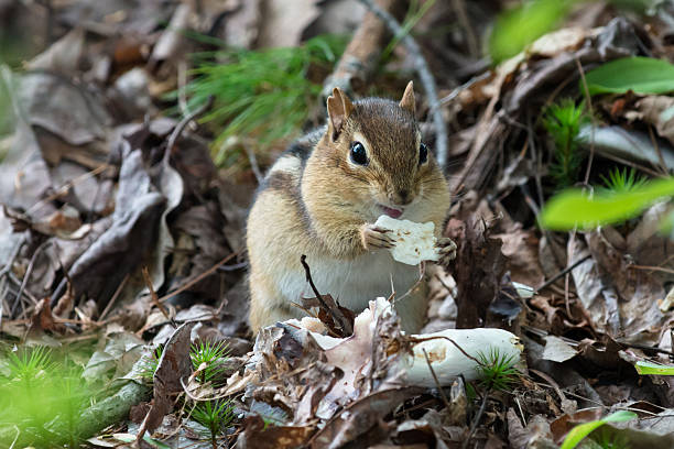 Chipmonk in the forest stock photo