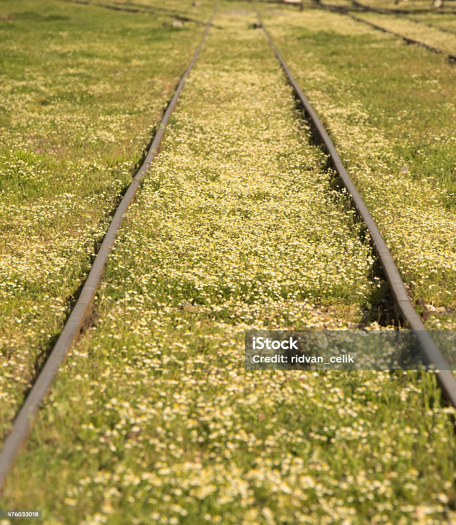 train line Daisy Stock Photo