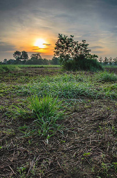 istock Sunrise of farm 476033304