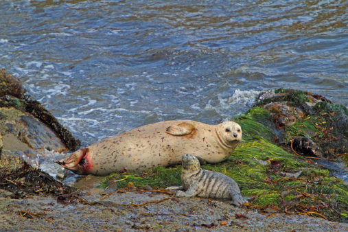 mother and pup harbor seal in Monterey County