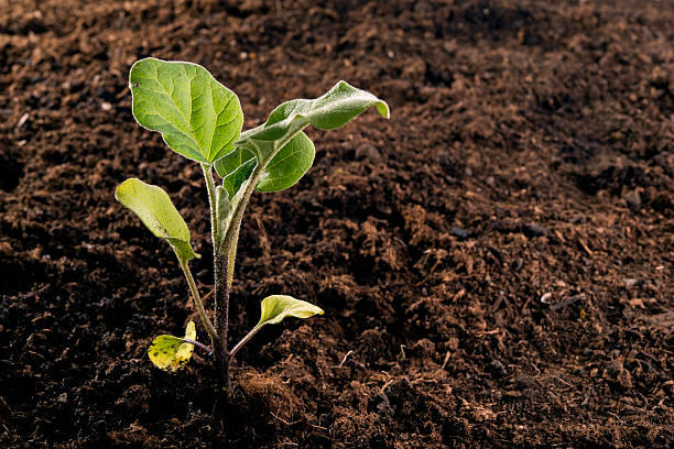 newly planted seedlings stock photo