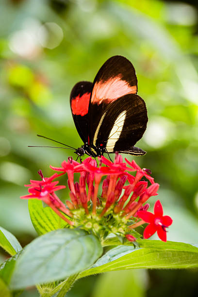 Heliconius erato Ventral view stock photo