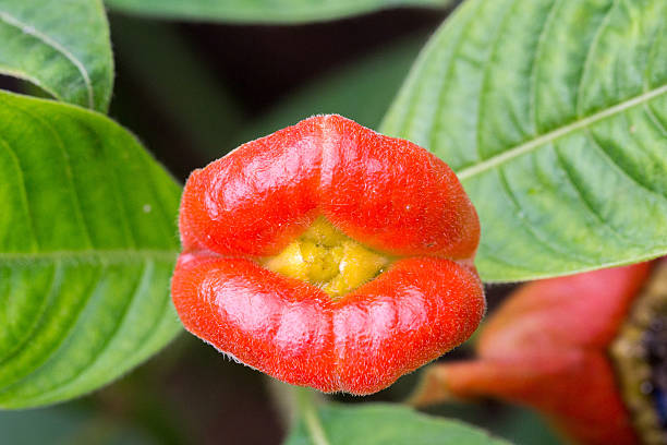Close-up shot of a Psychotria poeppigiana flower under natural lighting. The flower resembles red and juicy human lips and mouth. The common name of this flower is called sore-mouth bush or Hot Lips Flower.