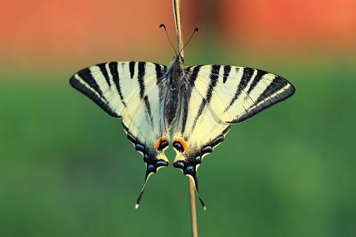 Butterfly - Scarse swallowtail (Iphiclides podalirius). Closeup