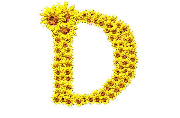 "D" sunflower alphabet stock photo