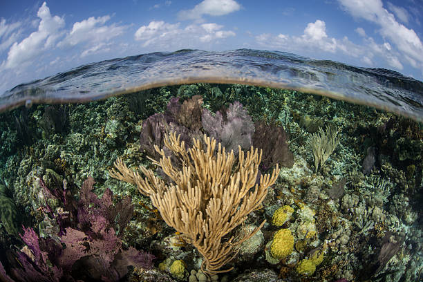 caraíbas recife de coral - lighthouse reef imagens e fotografias de stock
