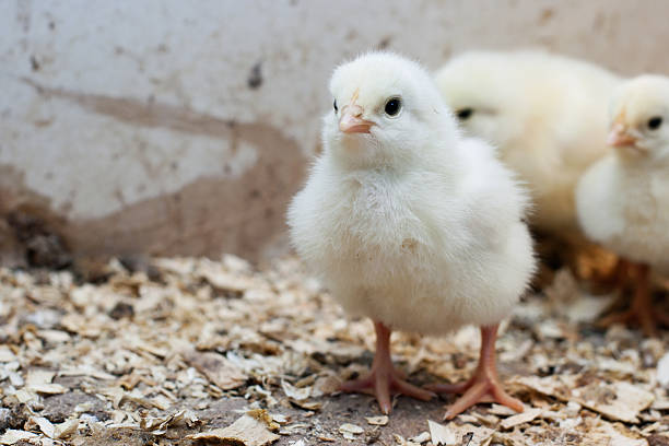 Cute Yellow Baby Chicken stock photo