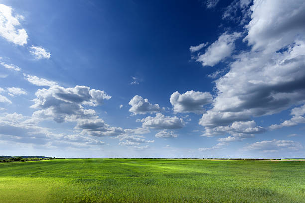 istock Endless fields of wheat crop in early spring 476037318